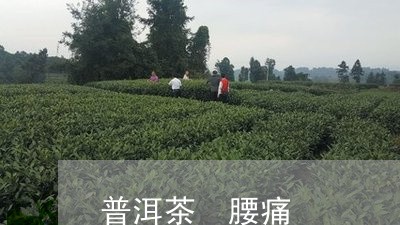 普洱茶 腰痛/2023042862798